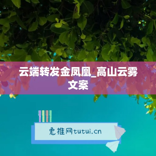 云端转发金凤凰_高山云雾文案